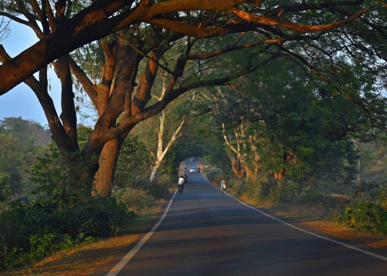 Baro Mile Forest