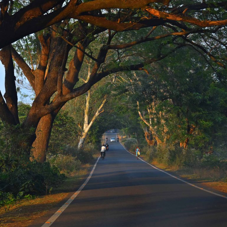 Baro Mile Forest